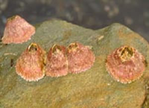 red barnacle